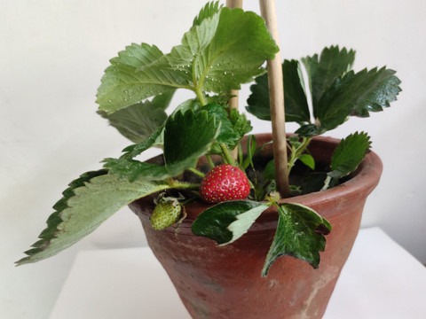 hmby 1 myberry original imagyjqk.jpg