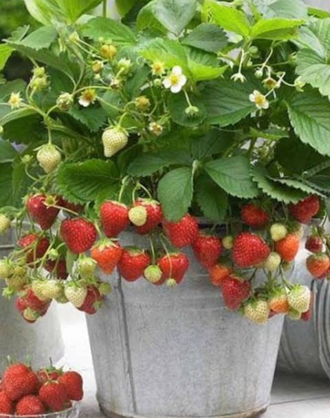 no perennial yes strawberry plan.jpg
