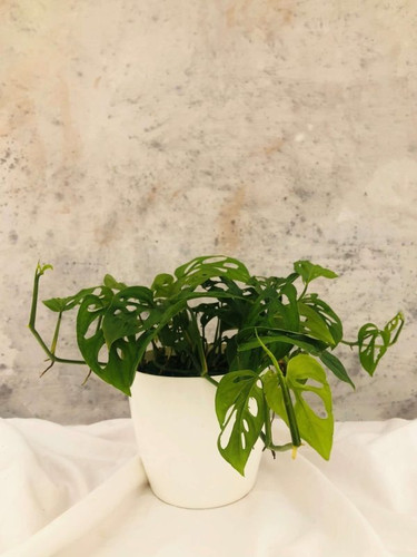 Broken Heart Plant 1 scaled.jpg