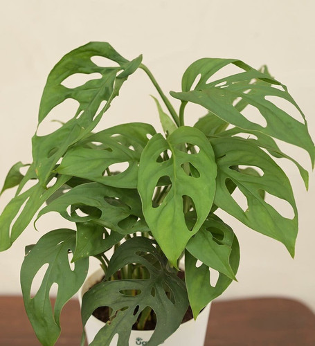 yes perennial no broken heart in.jpg