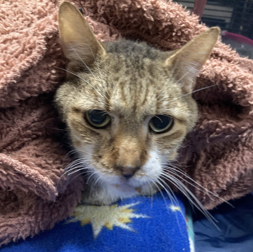 G QXJHgXkAAJoGd?format=jpg.jpg