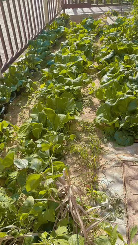 PVegHxUYld mLHPI.jpg