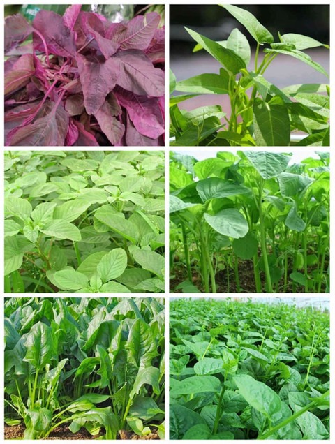 25 spinach seeds combo pack vege.jpg