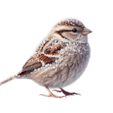 WinterWhispers bird3