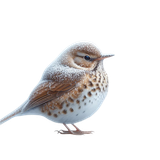 WinterWhispers bird4