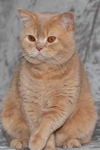 cat 1767982738 7019095.jpg