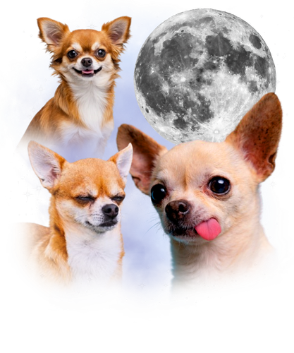 20260108 Chihuahua.png