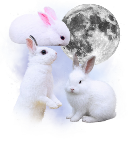 20260108 Three Bunny.png