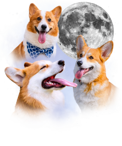 20260108 Corgi.png