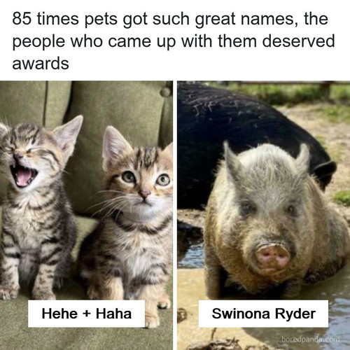 ridiculous pet names.jpg