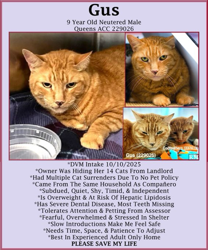 G M vFLXUAAnoLR?format=png.png