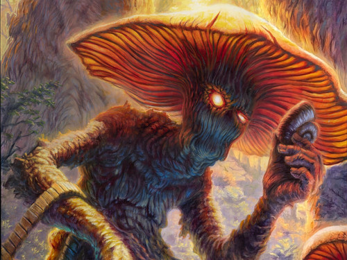 brendan lancaster mushroom collector iba submission brendan lancaster.jpg