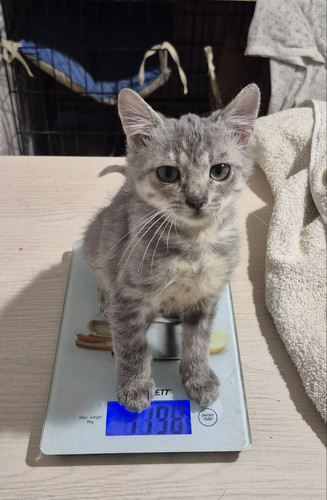 G PT1oyW4AAHHId?format=jpg.jpg