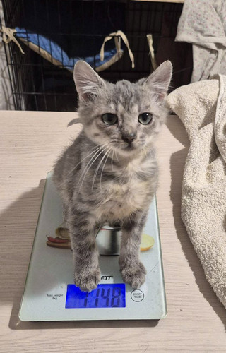 G PT1lhXYAATkuy?format=jpg.jpg