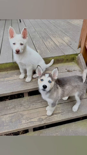 QkLASFXT nkTx0zm.jpg