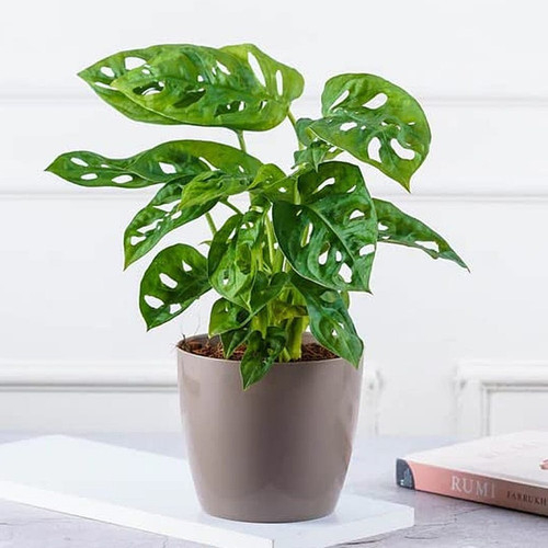 yes perennial yes broken heart p (1).jpg