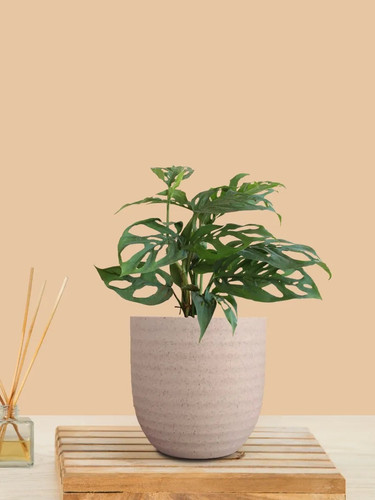 broken heart plant small eco ver.jpg