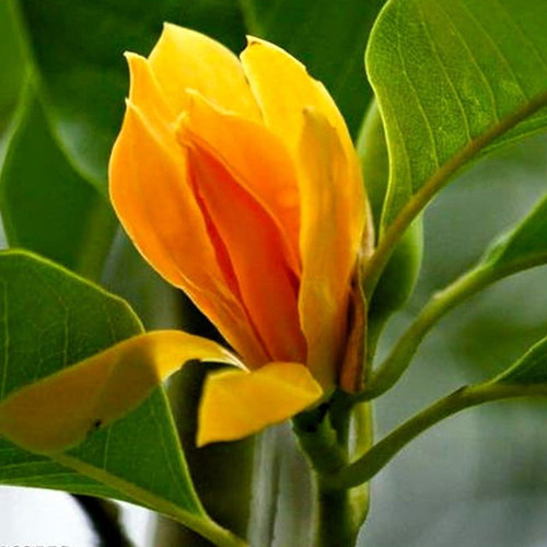 KTdU3 Champa Swarna 03.jpg