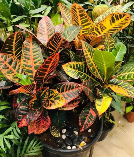 71oNrS1QV3L. AC UF1000,1000 QL80.jpg