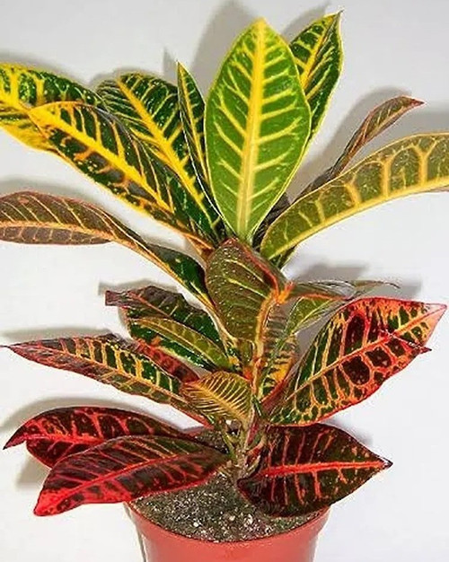platone croton plant cp224 produ (1).jpg