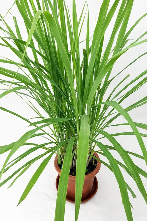 71nVlKHLtHL. SL1500 .jpg