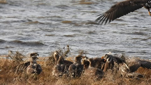 Wb J lVeinDla8St.jpg