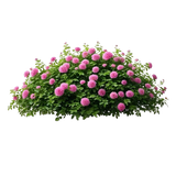 image removebg preview (23).png