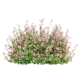 image removebg preview (21).png