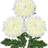 image removebg preview (24).png