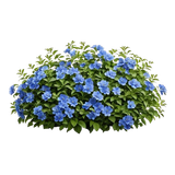 image removebg preview (19).png