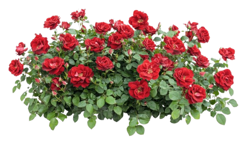 image removebg preview (20).png