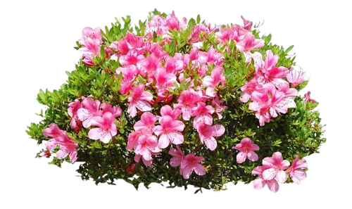 image removebg preview (22).png