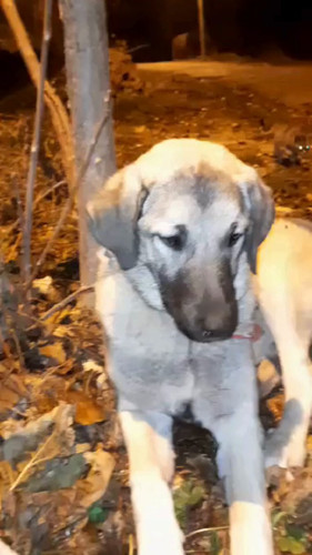 cKlaLgjeHsJ fqOu.jpg