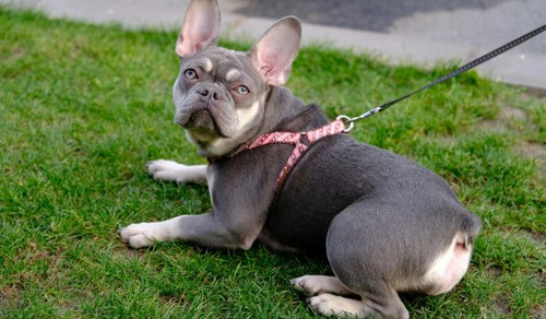 Big Ropes French Bulldog Breeder in katy.jpg