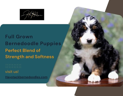 Full Grown Bernedoodle Puppies: Size, Coat, and Personality.jpg