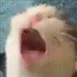 aczxczx.gif
