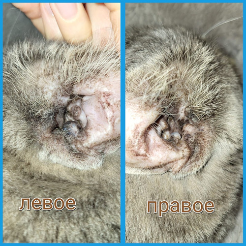 G2q JNOXcAAARV ?format=jpg.jpg