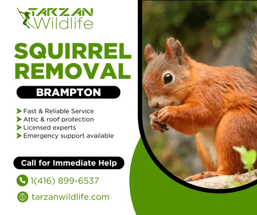 Squirrel Removal Brampton.jpg