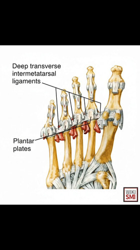 CLL1pGZq NEBZe99.jpg