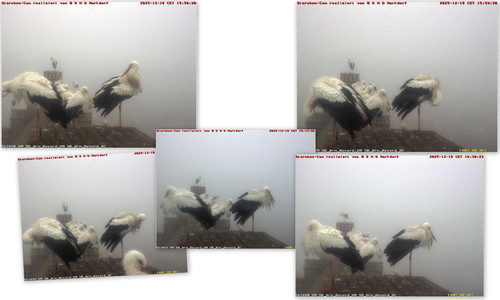 Bilder9.jpg