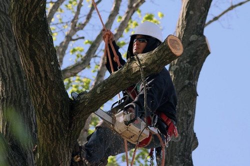 Long Island Tree Service.jpg
