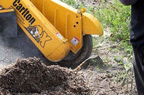 Long Island Tree Service.jpg
