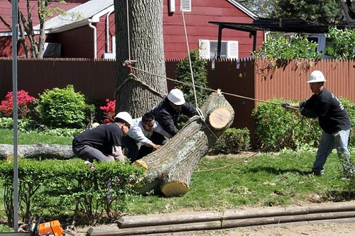 Long Island Tree Service.jpg