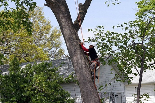 Long Island Tree Service.jpg