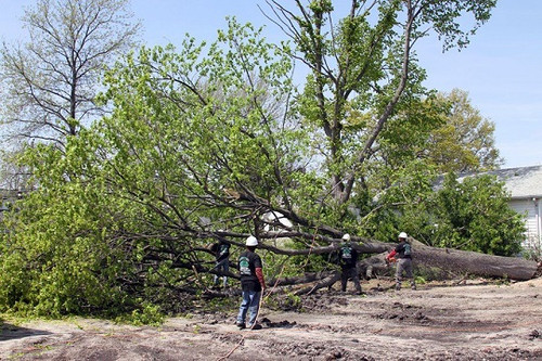 Long Island Tree Service.jpg