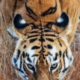 Screenshot 2025 12 17 15 59 23 779 com.google.android.googlequicksearchbox edit.jpg