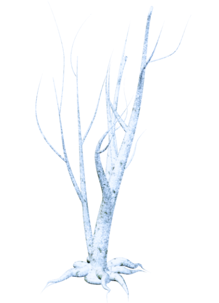 62.png