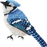 75.png