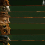 axyeqNb 460sv.gif