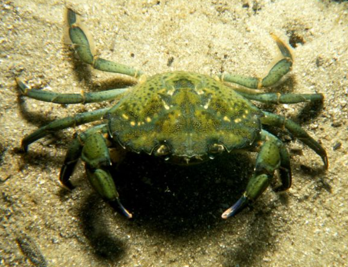 Sea Dot Crab Big Size(2/3pc) 500g Whole Cleaned Slice(5/7Pcs), Gross Weight Before Cleaning/Cutting